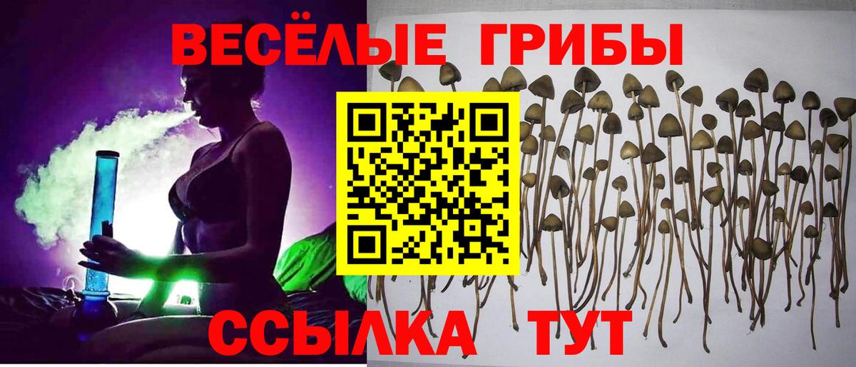 Галлюциногенные грибы Psilocybine cubensis Энгельс